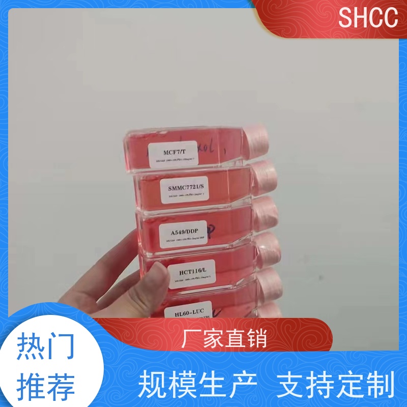 原厂 全国包邮 小鼠肝癌转移相关成纤维细胞永生化 代数低 活性高