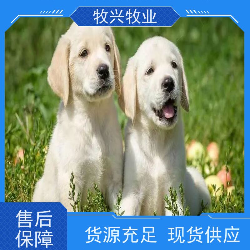 梧州批发出售公母金毛犬 