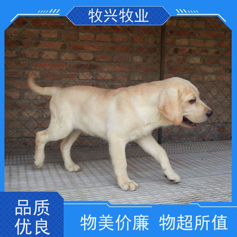 阜阳纯种马犬德牧犬 
