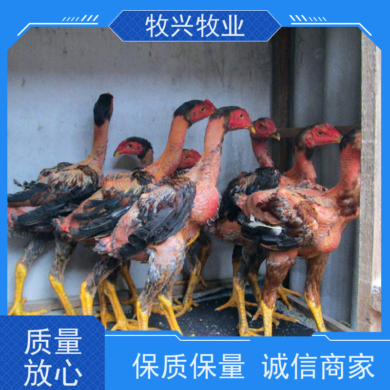 大型杂交青年斗鸡 景区观赏改良幼鸡 骨架宽大