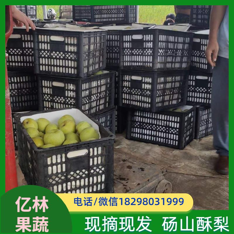 亿林苗木 中梨系列梨树苗 基地直发 新农酥梨 现挖现发