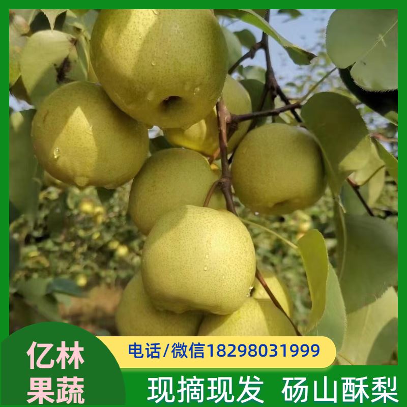 基地培育 嫁接梨树苗 成活率高 黄尊蜜梨 口感香甜