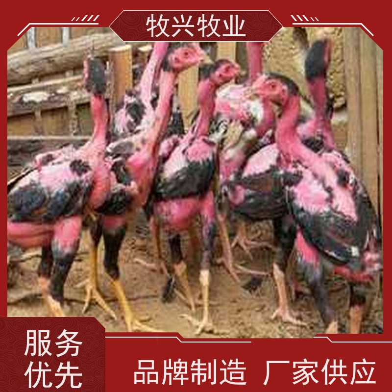 出售斗鸡专卖斗鸡苗