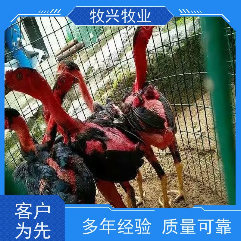 斗鸡苗今年价钱