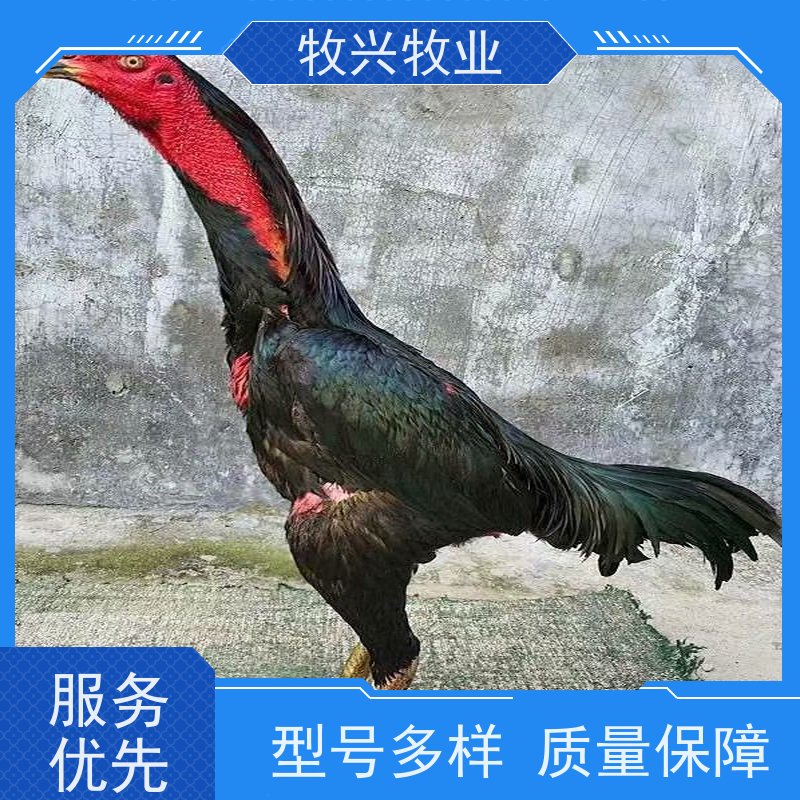 一对斗鸡苗批发