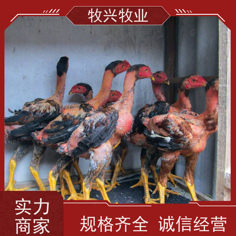 农家养殖 改良斗鸡苗 杂交斗鸡苗