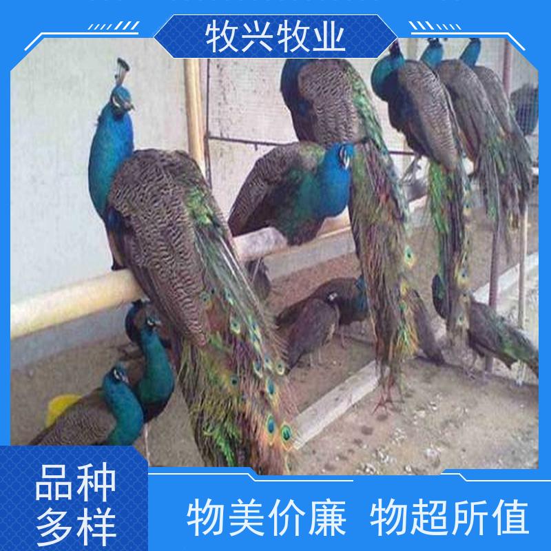 正宗孔雀脱温苗家养观赏鸟养殖 景区展览蓝孔雀开屏