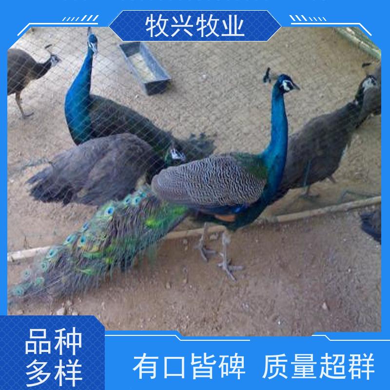 余姚出售孔雀苗一批孔雀