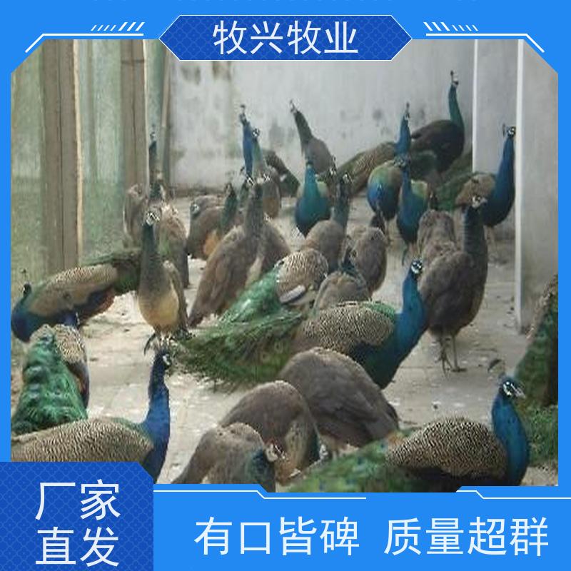 脱温孔雀苗 可用于观赏 制造标本的蓝白成年孔雀 品种优良
