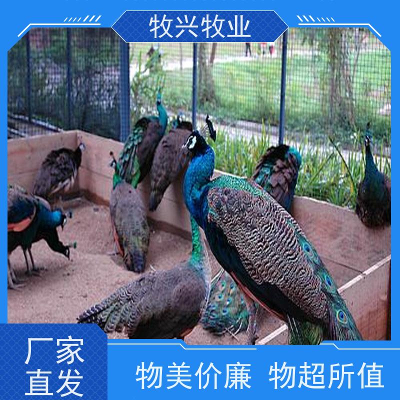 蓝孔雀苗出售 成年观赏孔雀活体 景区养殖花孔雀厂家供应