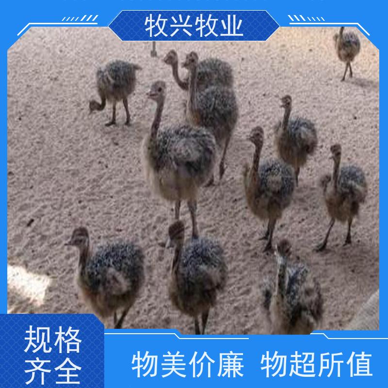 人工特色养殖基地 鸵鸟苗好饲养 提供技术 户外农家可养