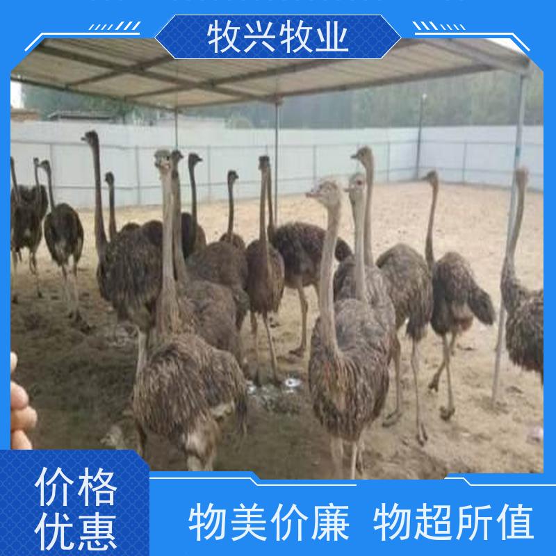 苗 观赏宠物好饲养 雌雄均有笼具包装 物流运输