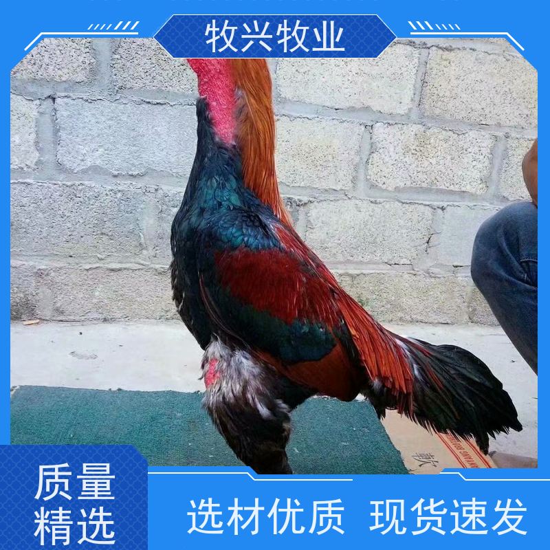 斗鸡鸡蛋颗粒饱满 