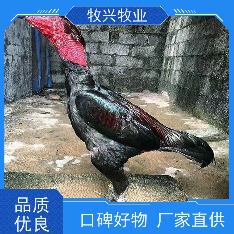 纯种斗鸡蛋专卖