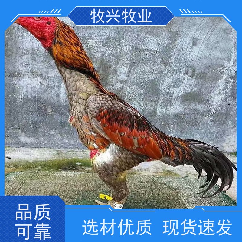出售鲁西斗鸡种蛋