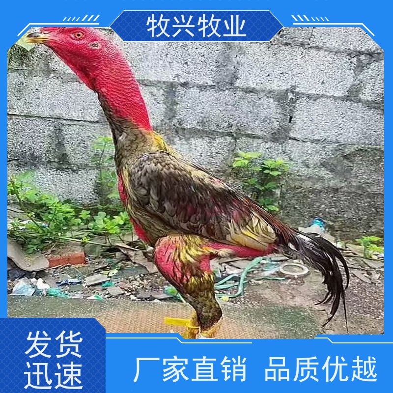 泰国斗鸡蛋批发