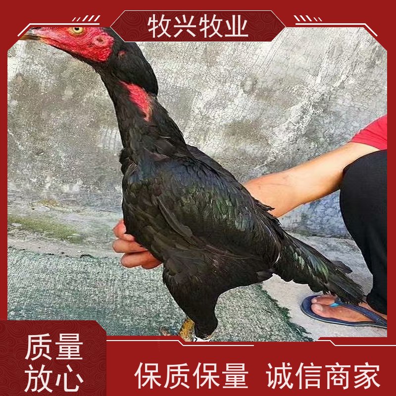 二个月斗鸡苗出售
