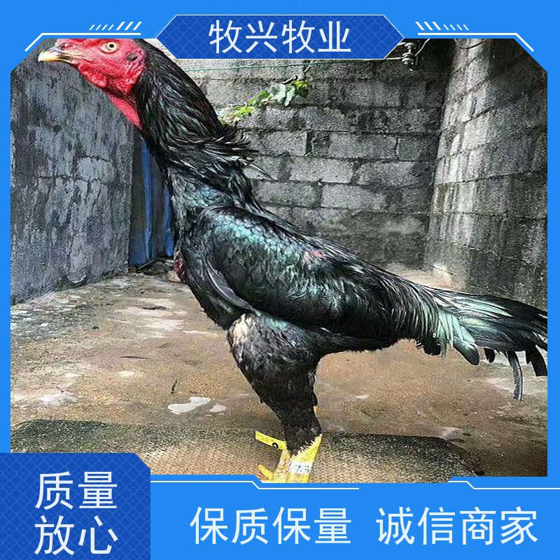 河南斗鸡一对出售