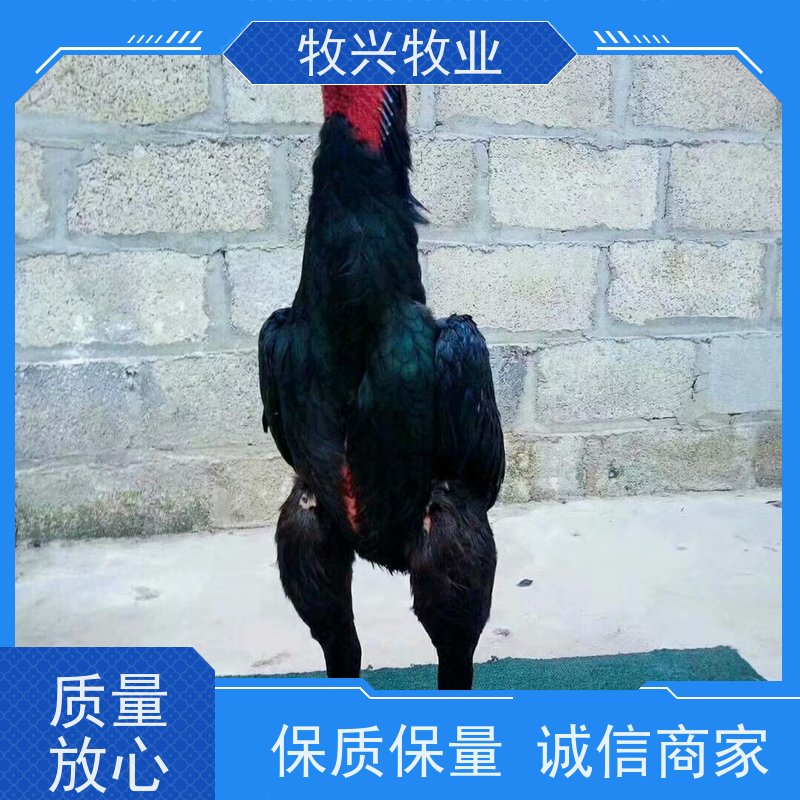 宿州斗鸡买卖市场