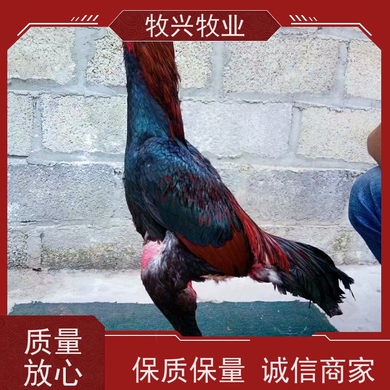 常年批发景区斗鸡比赛斗鸡 