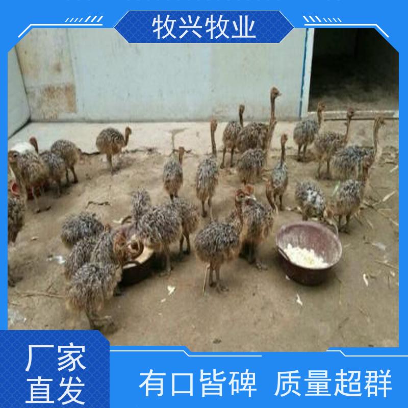湘潭一只孔雀批发鸵鸟价钱 