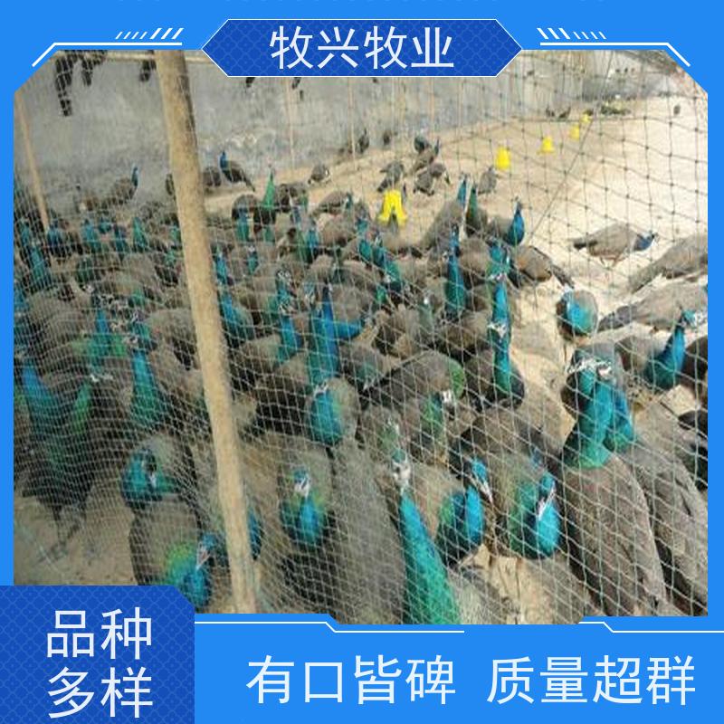 泸州出售孔雀专卖鸵鸟