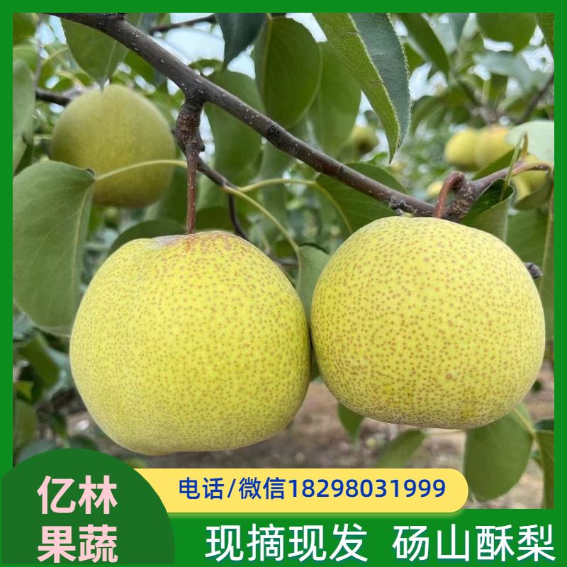 基地培育 果实饱满味道好 南北方种植 香酥梨果树 丰水梨树苗