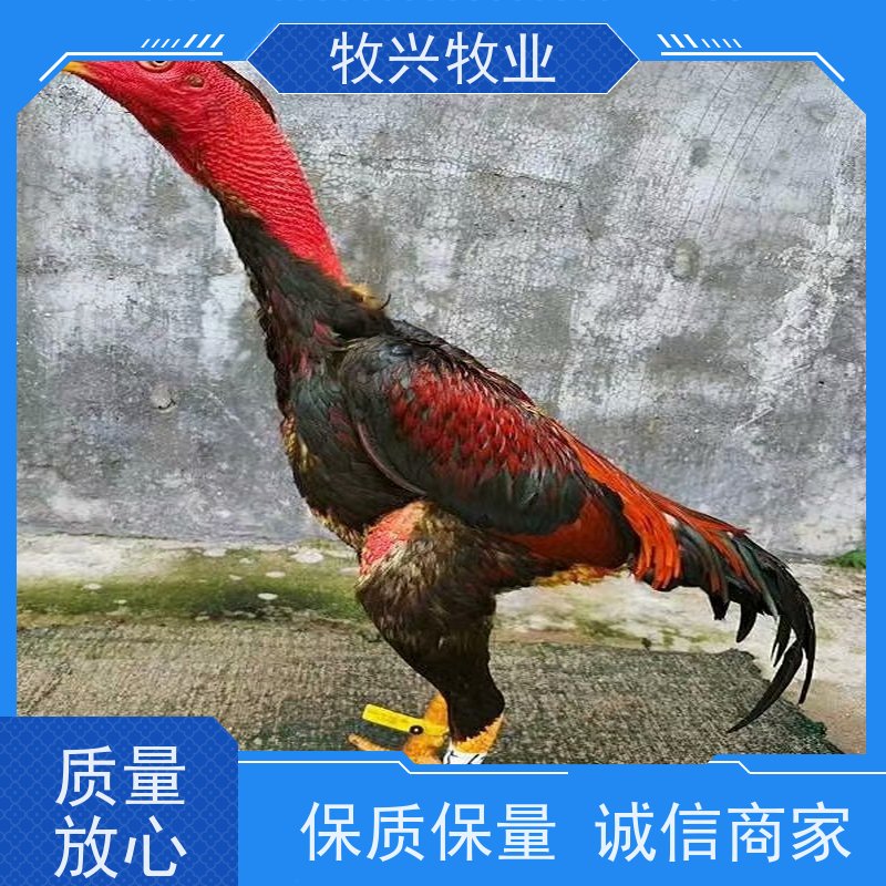 嘉兴批发纯种孔雀