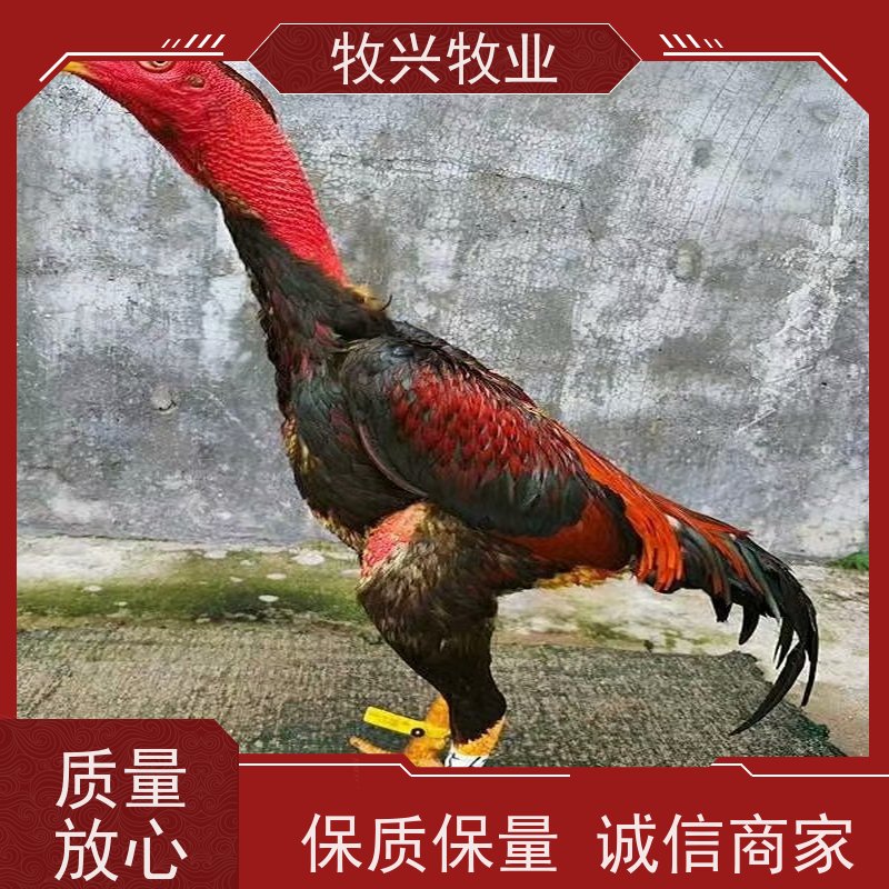 冷水江市斗鸡苗批发 