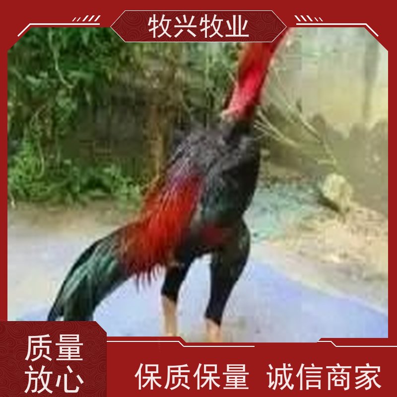 丽水斗鸡鸡苗价格多少钱一只