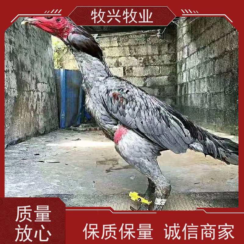 清远买卖斗鸡零售孔雀 