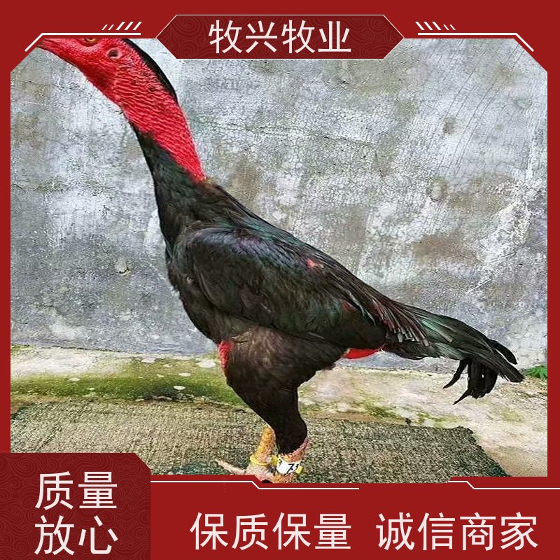 动物园观赏成年 养殖脱温幼鸡苗 繁殖力强