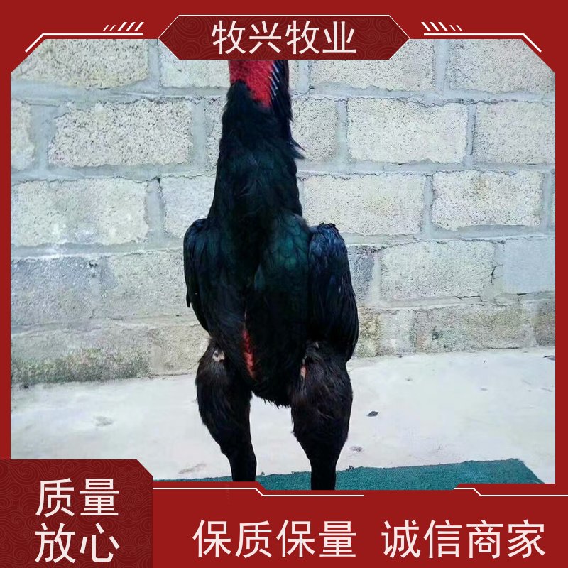 呼和浩特市斗鸡批发一只斗鸡出售 