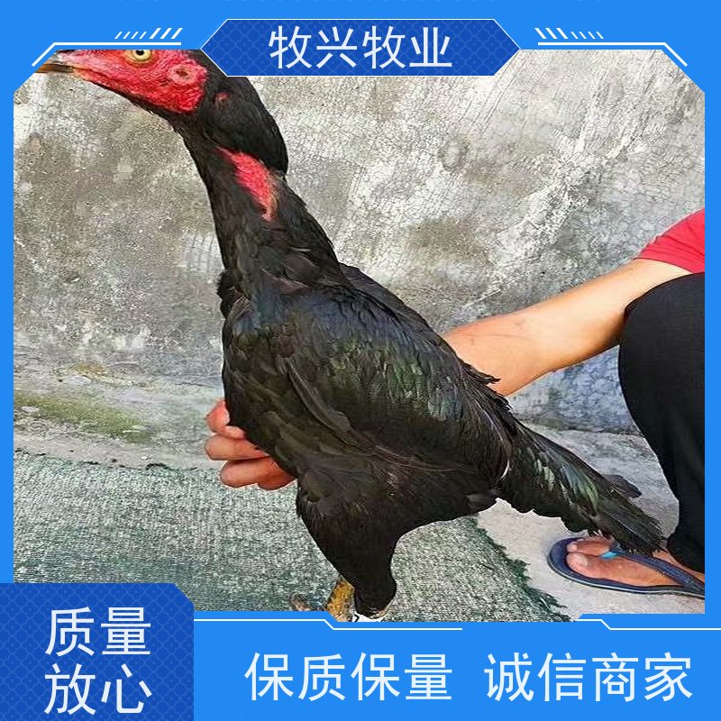 狮头鹅脱温 净重3kg 品种 体高13 体长12 服务提供养殖技术