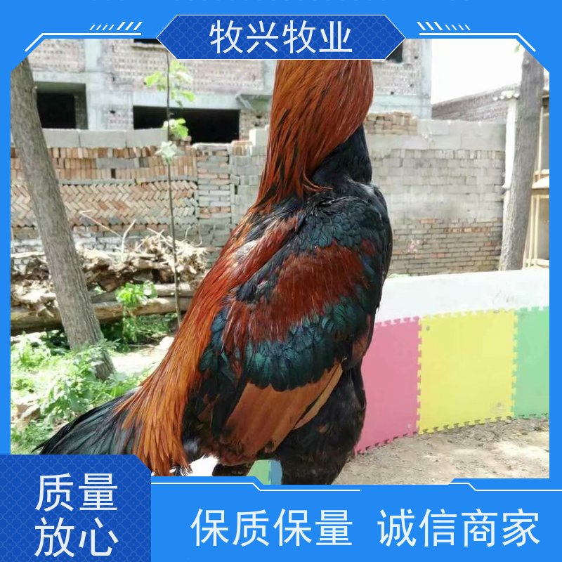 清镇市批发贵州斗鸡