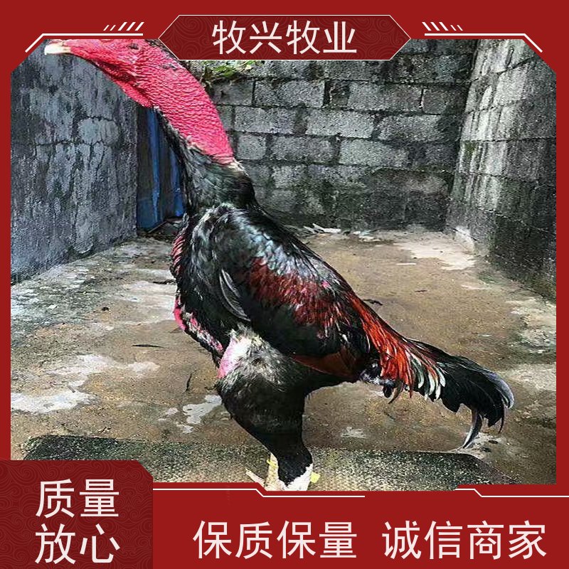 批发斗鸡贵州斗鸡
