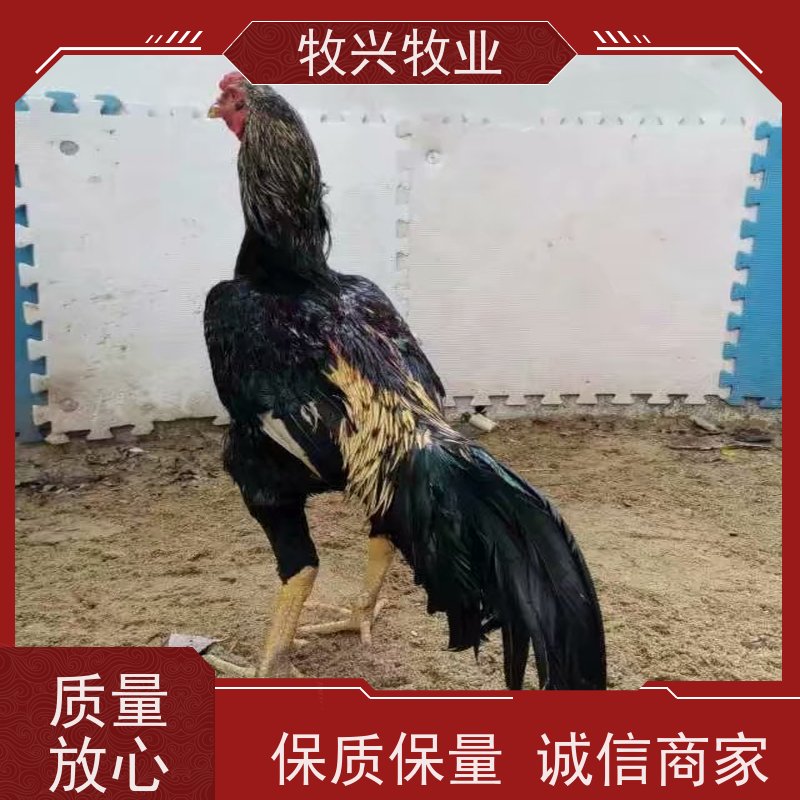 成年观赏 大型斗鸡 斗鸡养殖场 养殖销售