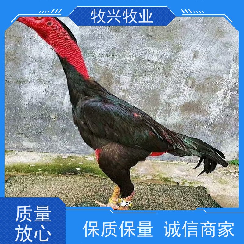 昆明附近出售斗鸡斗鸡蛋 