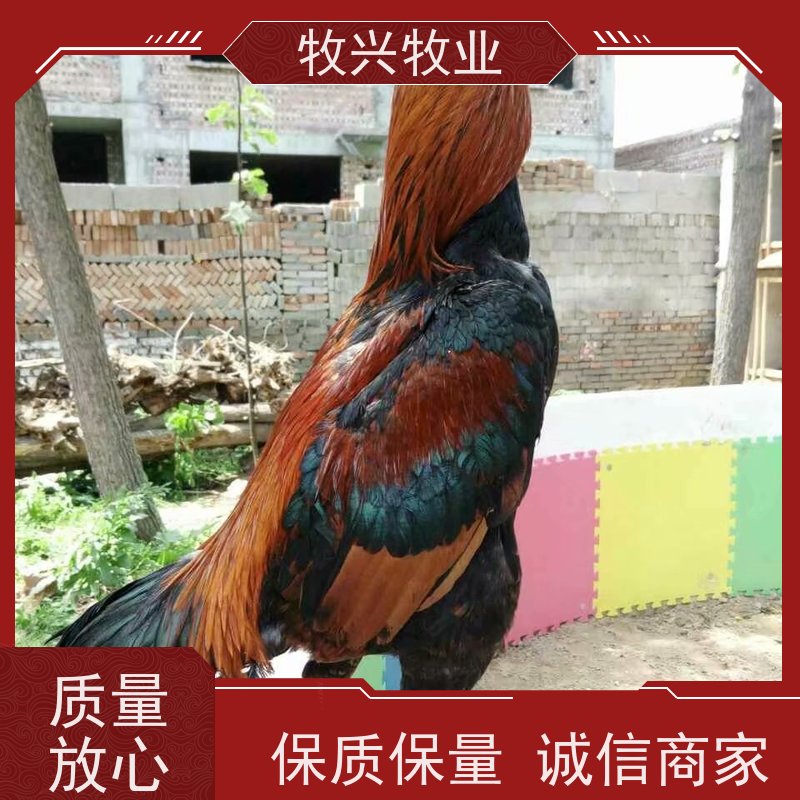 重庆小斗鸡出售价钱