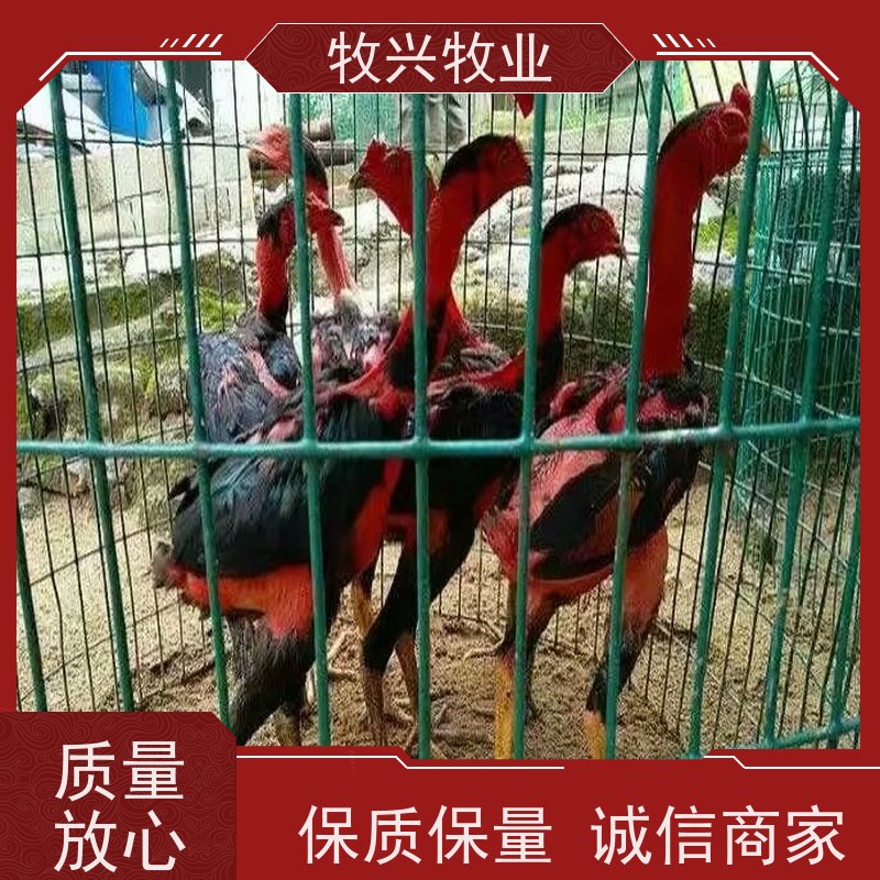 益阳批发斗鸡苗
