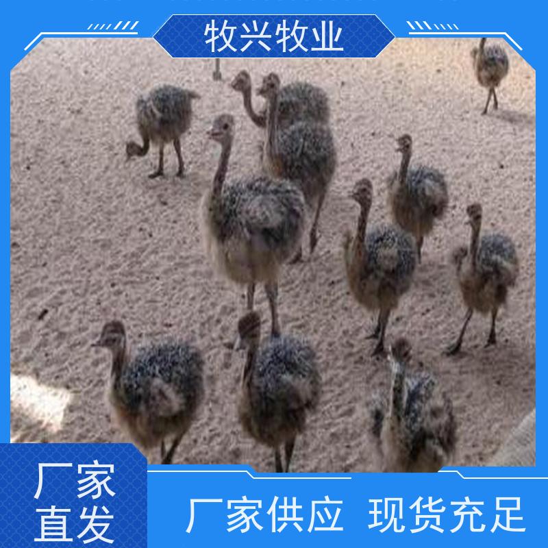 怀化鸵鸟苗批发出售 
