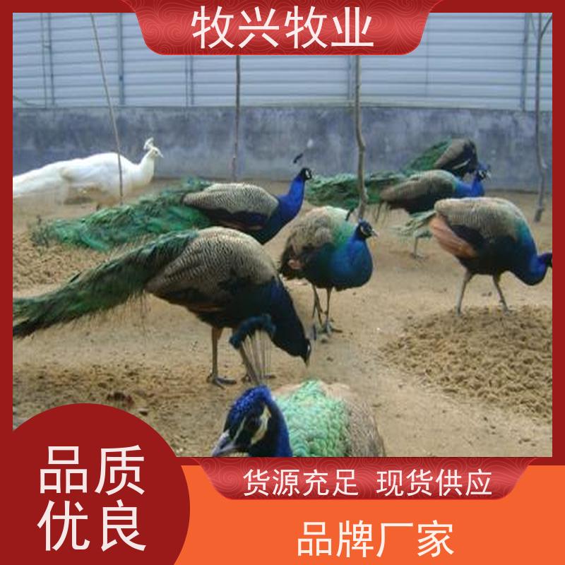 阳泉 孔雀养殖 出售孔雀 