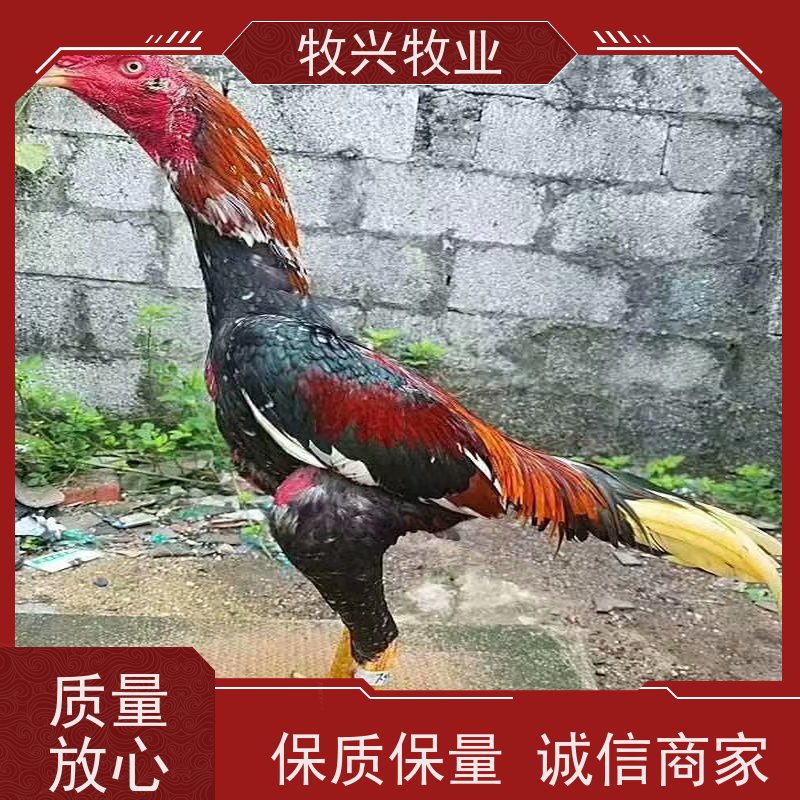 连云港批发表演泰国斗鸡