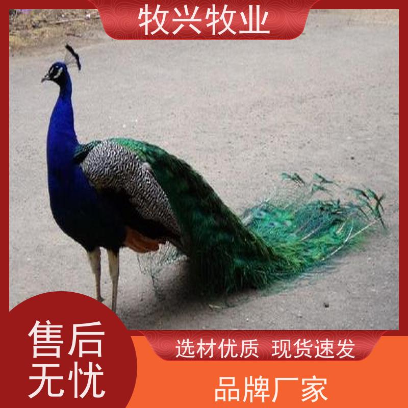 泸州养殖孔雀出售孔雀养殖技术 