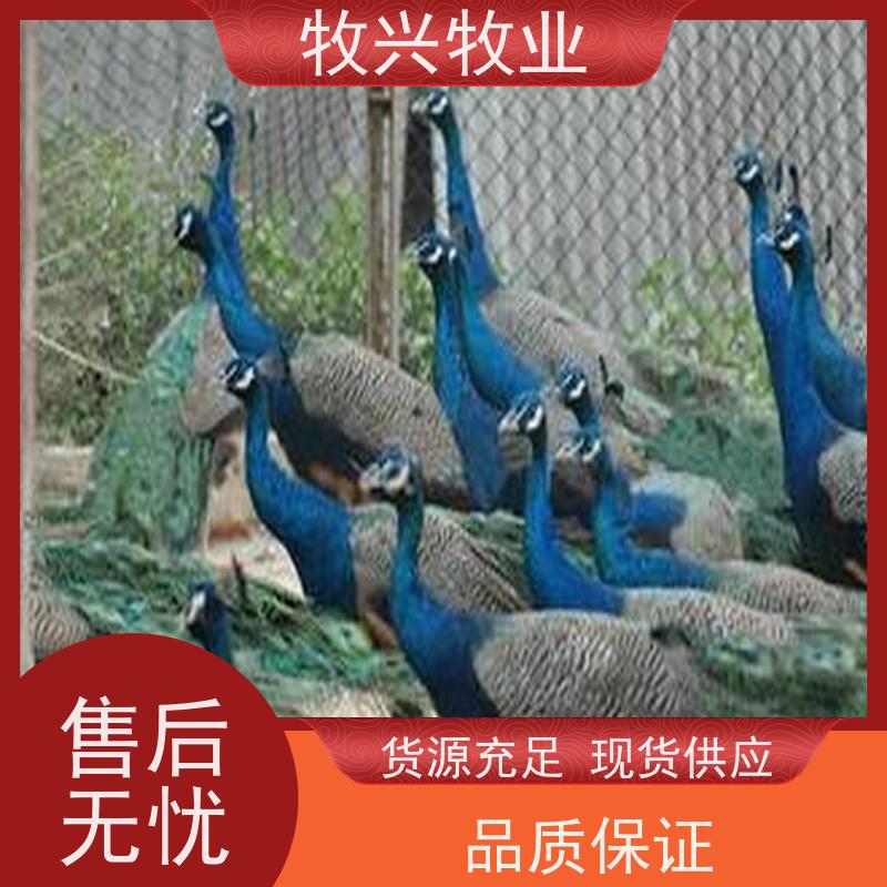 广西出售散养大尾巴孔雀