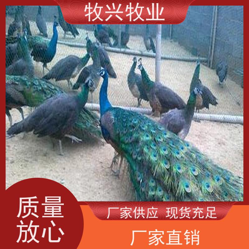鹰潭孔雀鸵鸟养殖场 