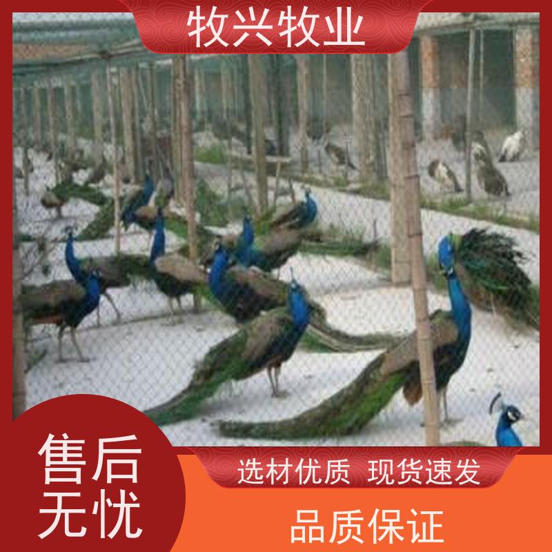 南昌景区孔雀批发孔雀养殖
