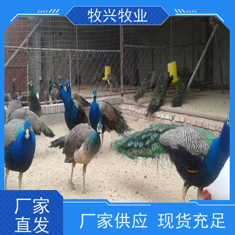 赤峰专卖孔雀蓝孔雀 