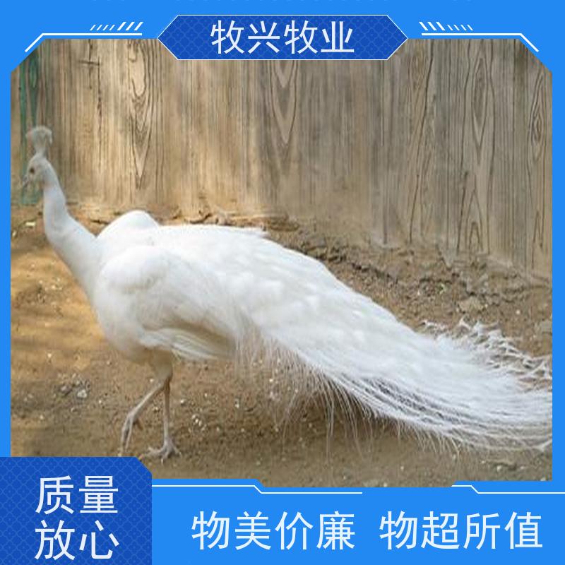 生态养殖14斤 现货直供 各月龄鸵鸟苗 适应性强 新鲜食用鸵鸟蛋