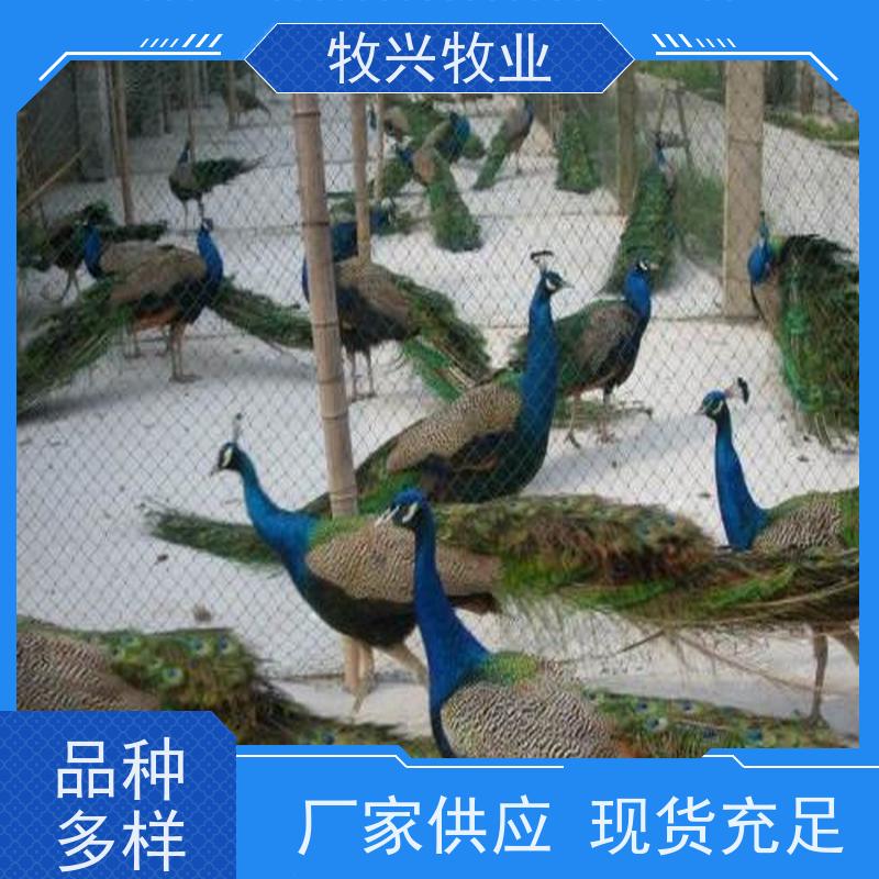 四平出售鸵鸟出售鸵鸟 